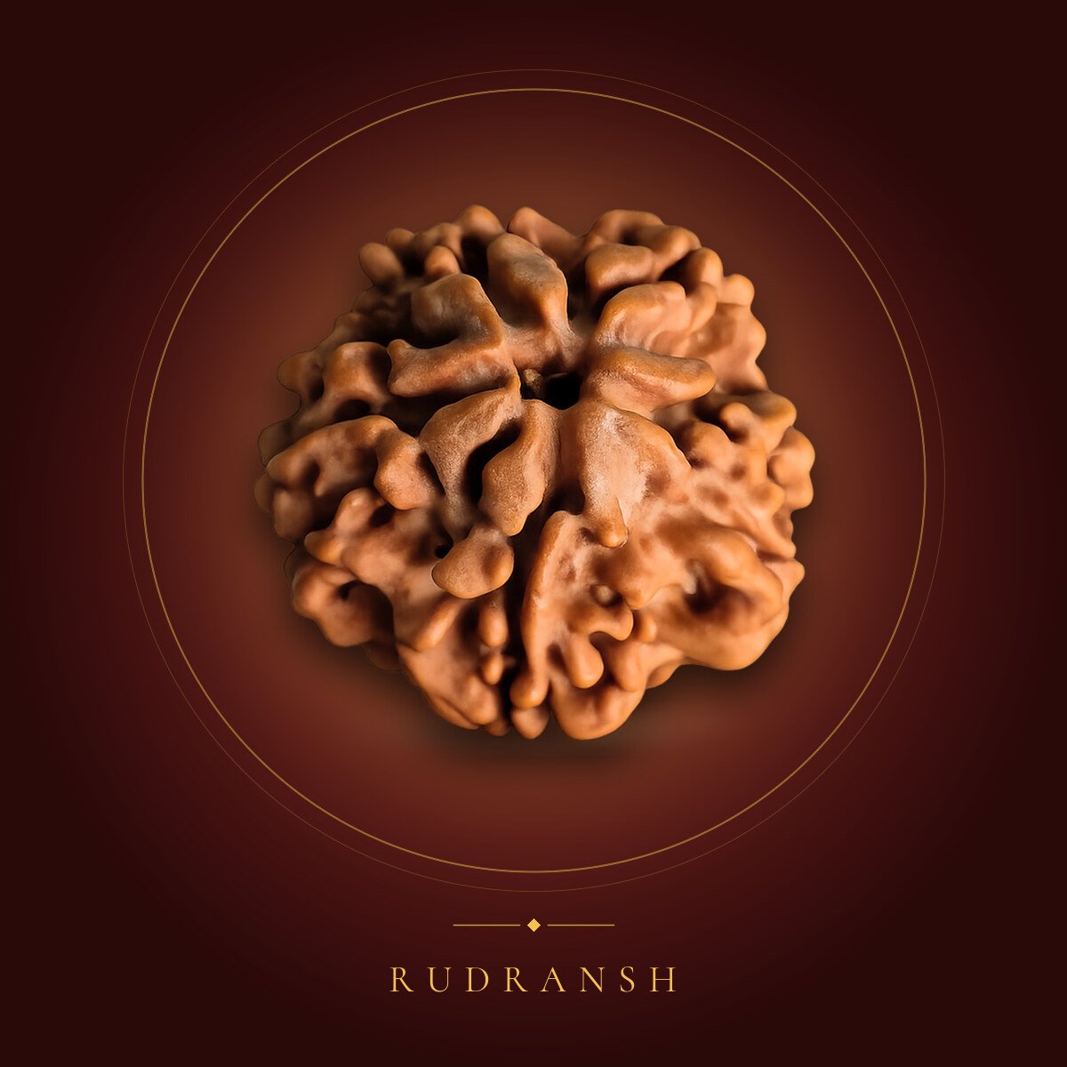 1 Mukhi Rudraksha – shown on a maroon backdrop