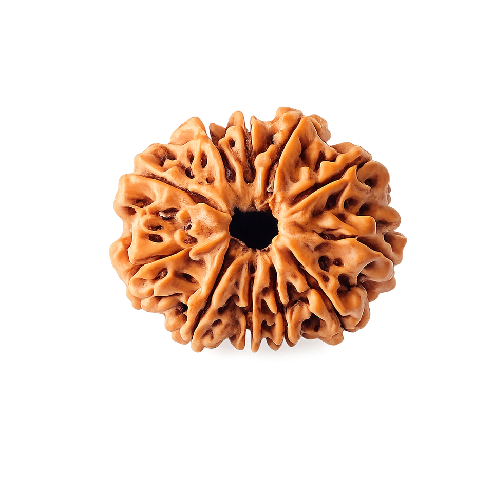 11 Mukhi Rudraksha - Image 4