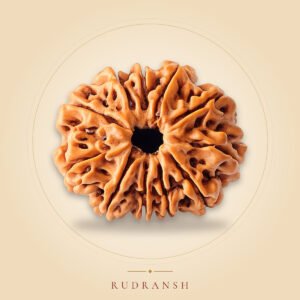 11 Mukhi Rudraksha