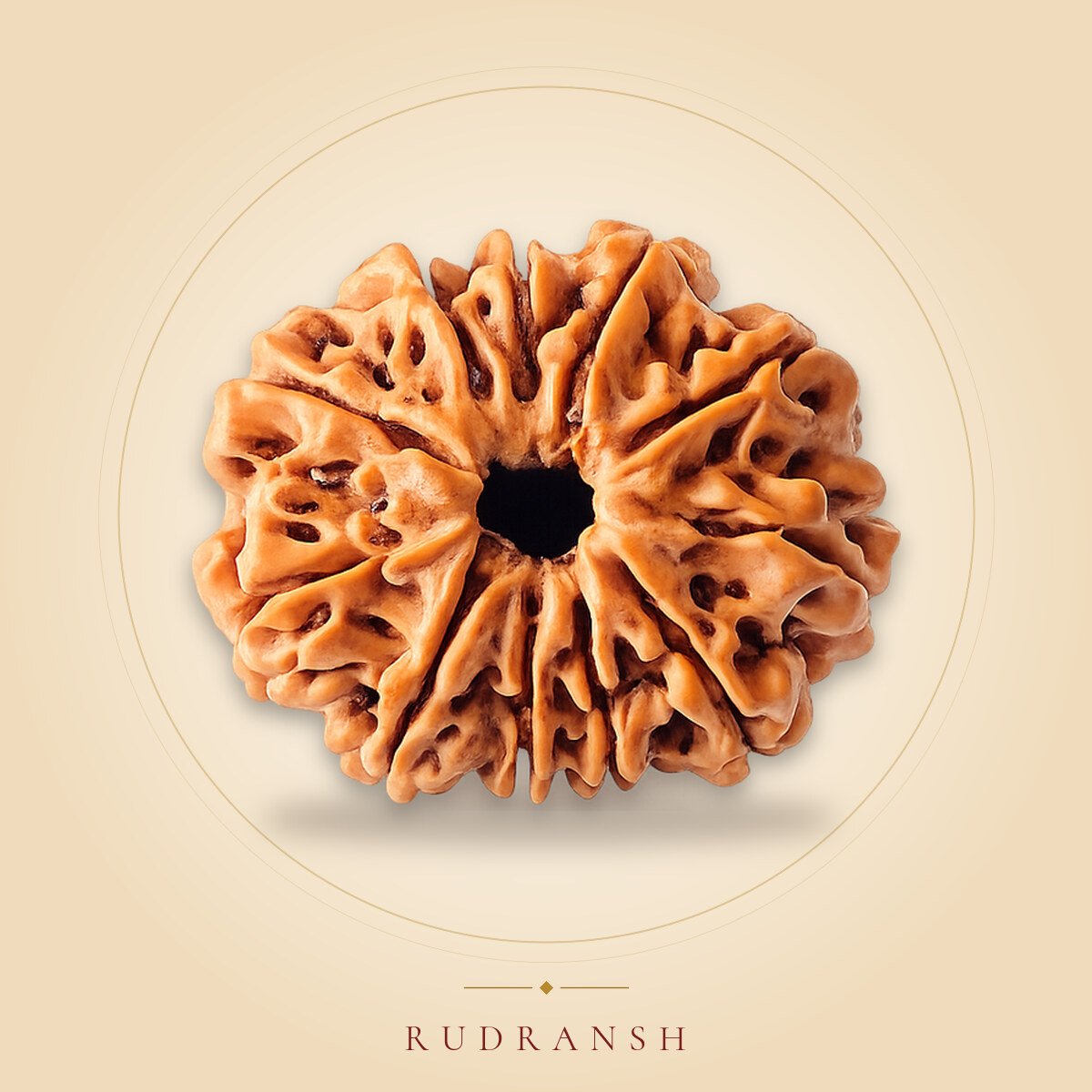 11 Mukhi Rudraksha