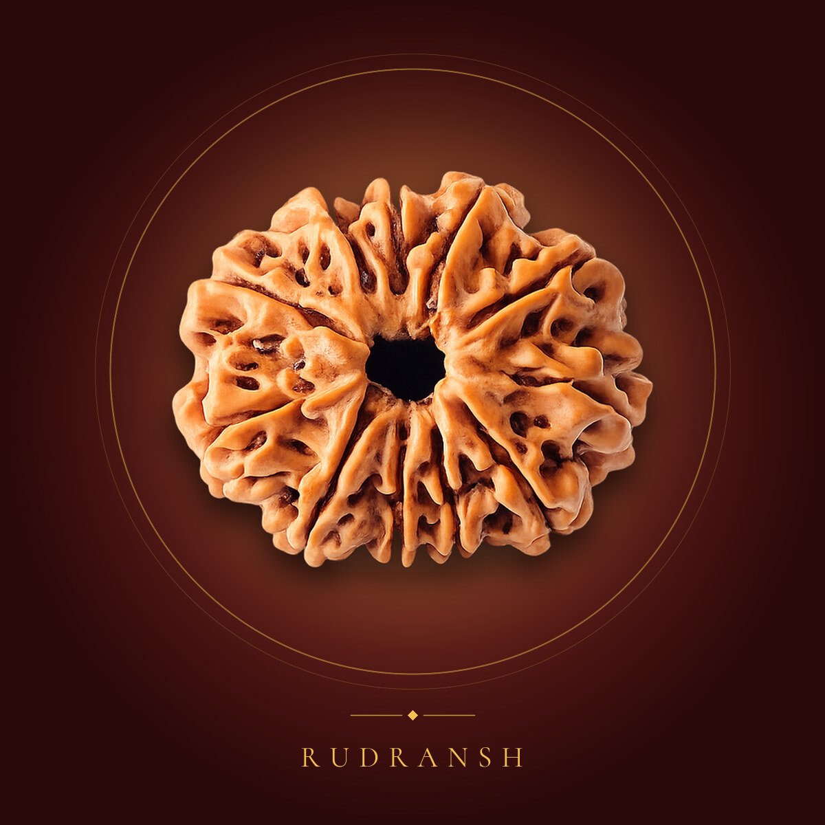 11 Mukhi Rudraksha – shown on a maroon backdrop