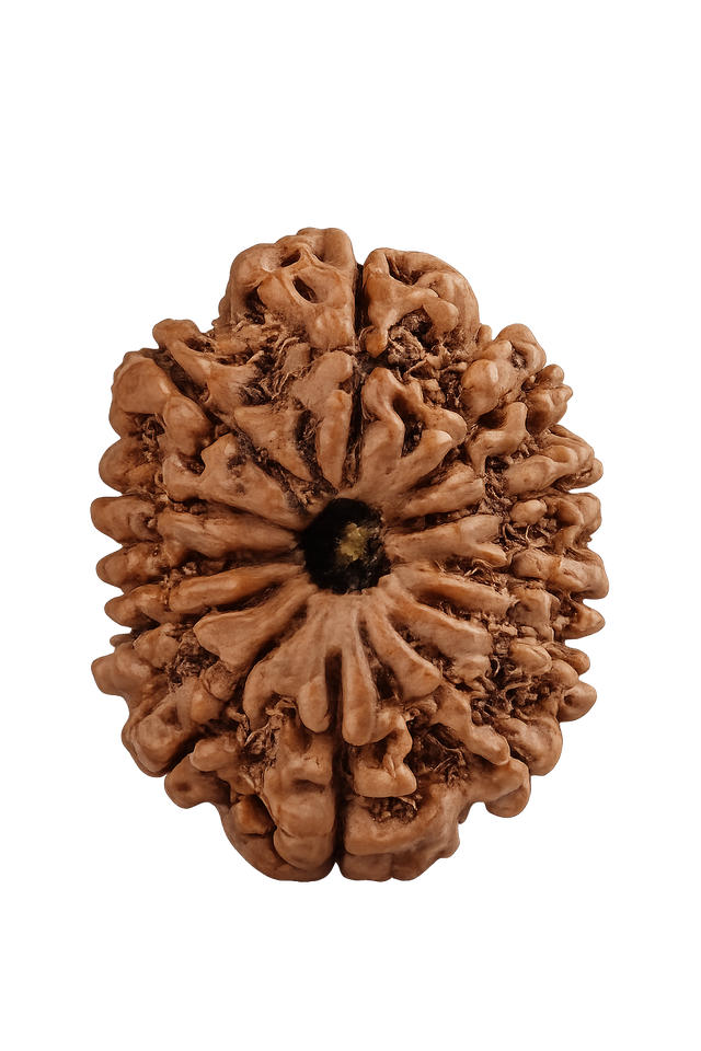 12 Mukhi Rudraksha - Image 4