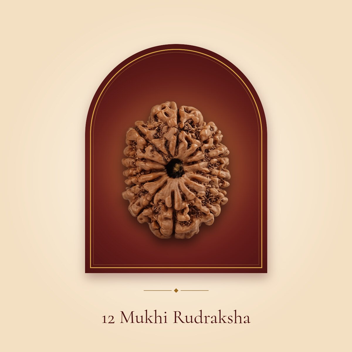 12 Mukhi Rudraksha – shown in a temple arch