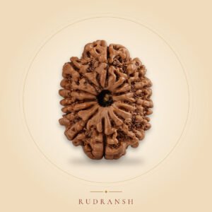 12 Mukhi Rudraksha