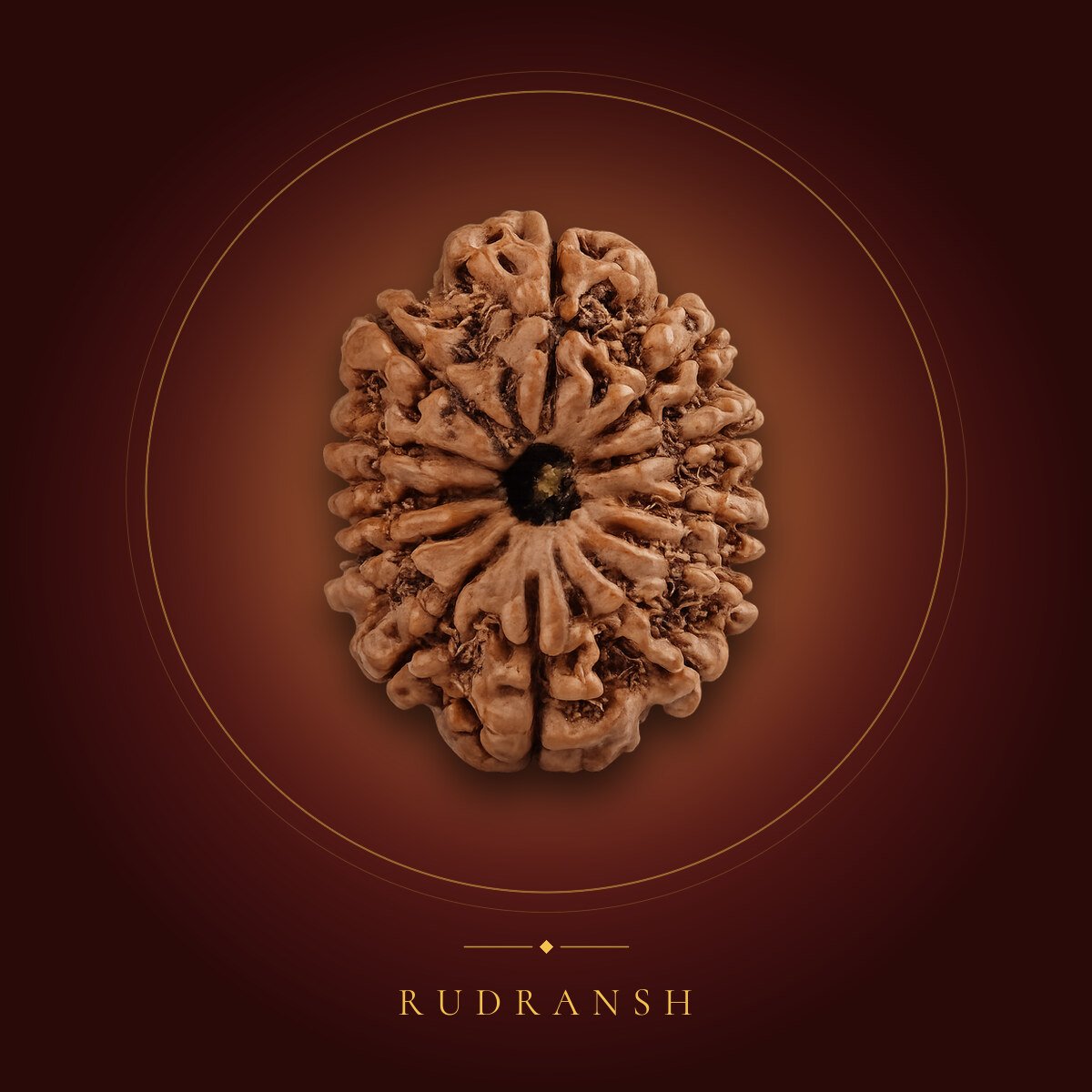 12 Mukhi Rudraksha – shown on a maroon backdrop