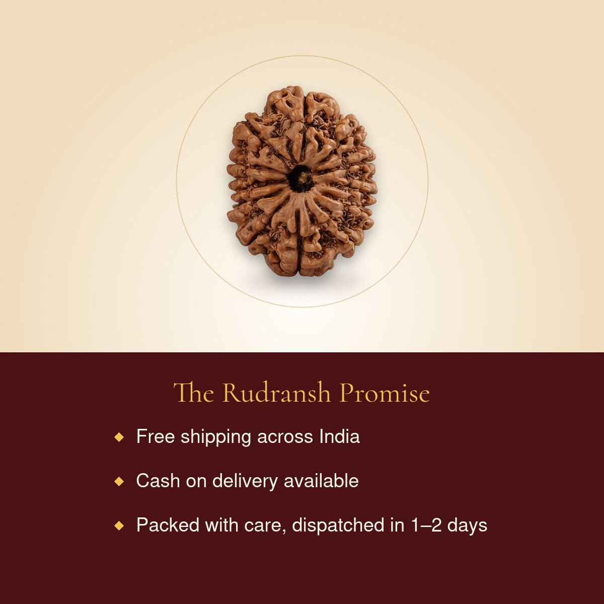 12 Mukhi Rudraksha – free shipping, cash on delivery