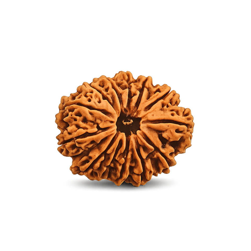13 Mukhi Rudraksha - Image 4