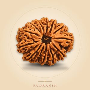13 Mukhi Rudraksha