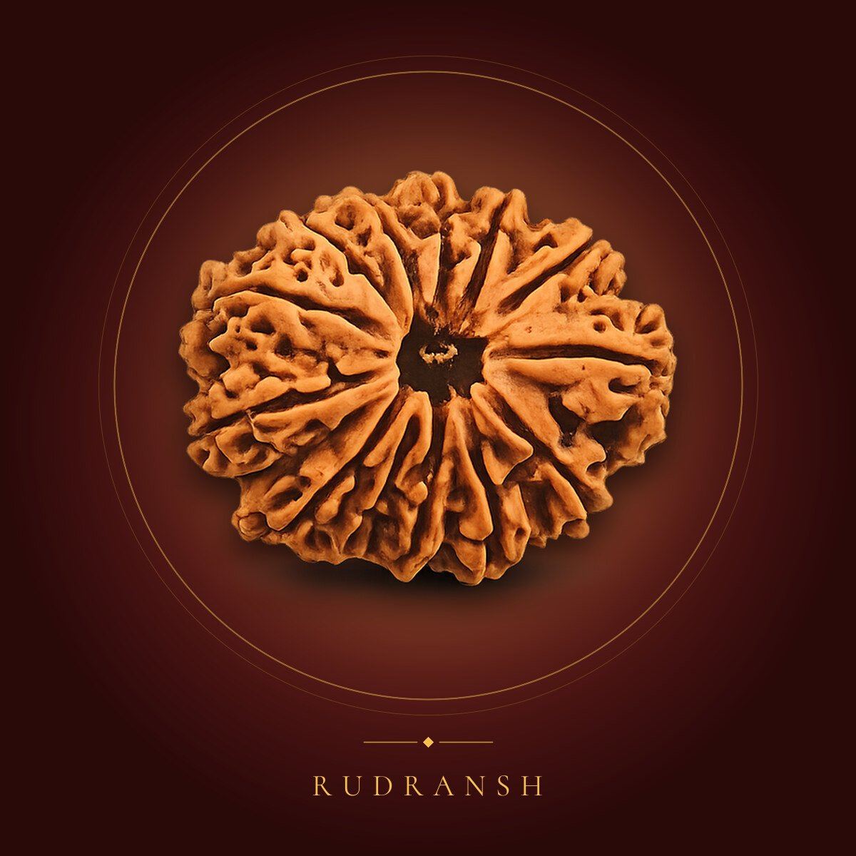 13 Mukhi Rudraksha – shown on a maroon backdrop