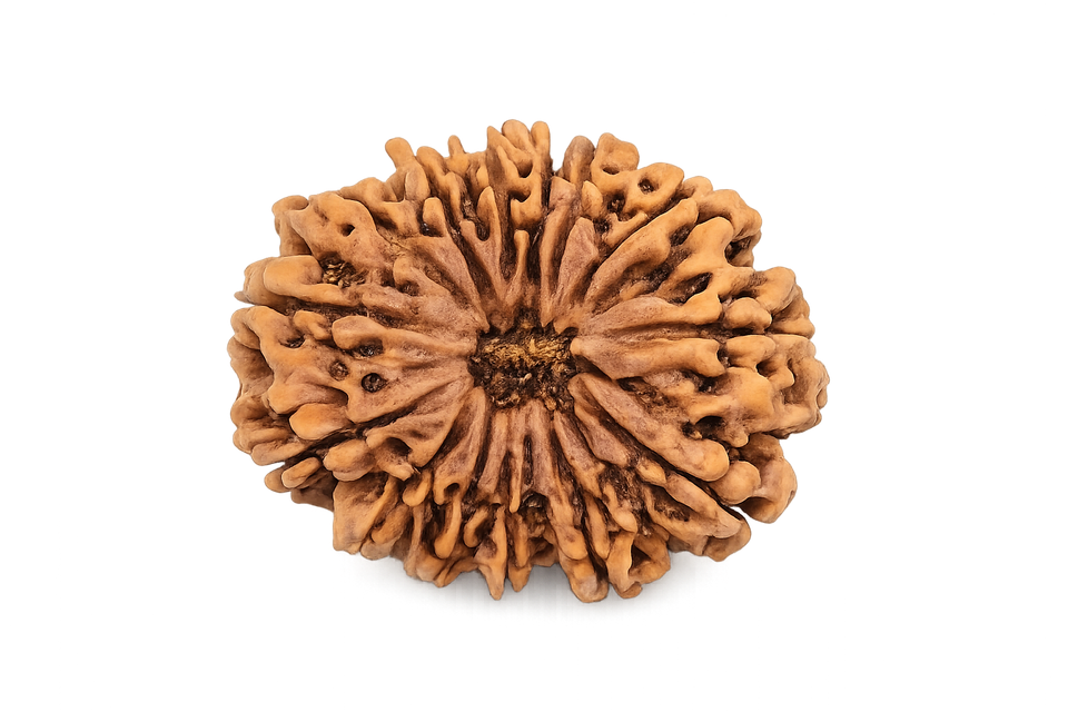 14 Mukhi Rudraksha - Image 4