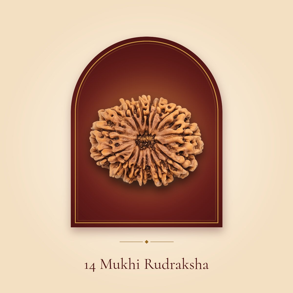 14 Mukhi Rudraksha – shown in a temple arch