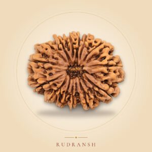 14 Mukhi Rudraksha