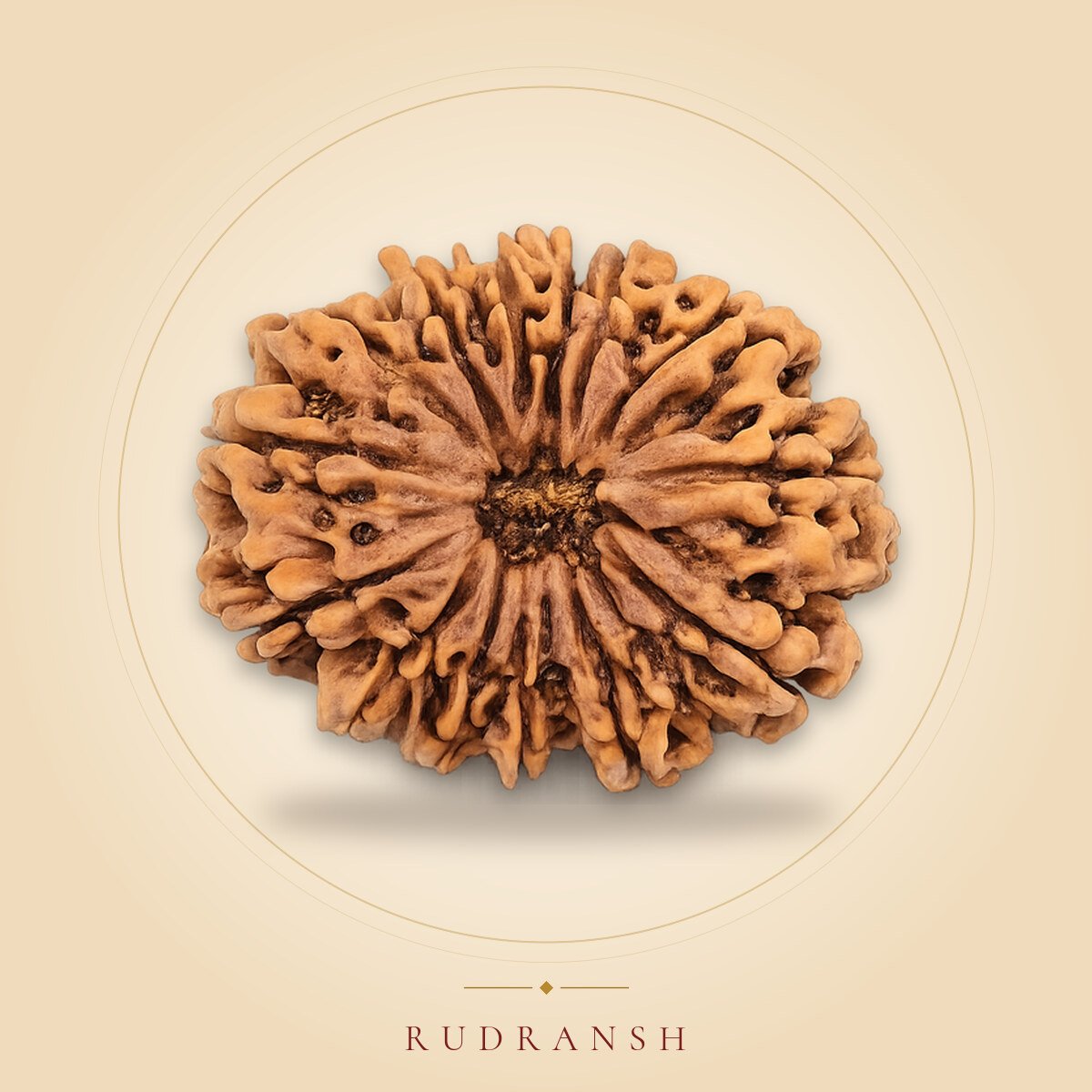14 Mukhi Rudraksha