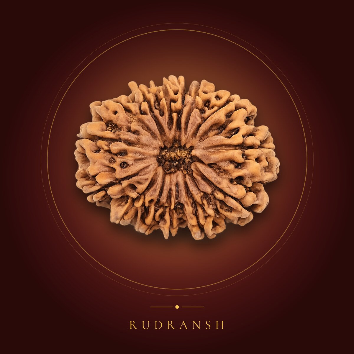 14 Mukhi Rudraksha – shown on a maroon backdrop