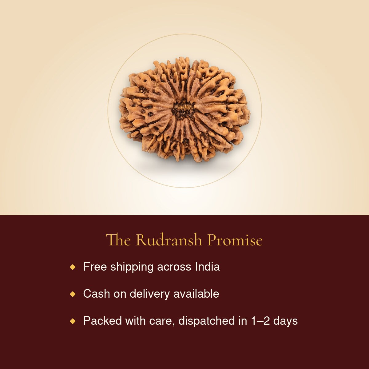 14 Mukhi Rudraksha – free shipping, cash on delivery