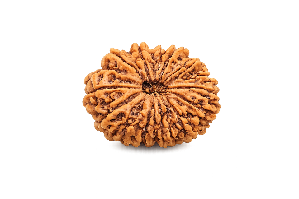15 Mukhi Rudraksha - Image 4