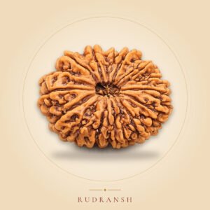 15 Mukhi Rudraksha