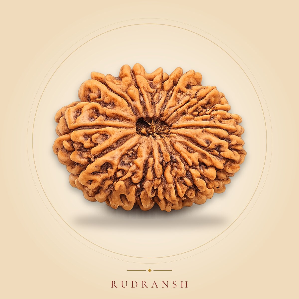 15 Mukhi Rudraksha