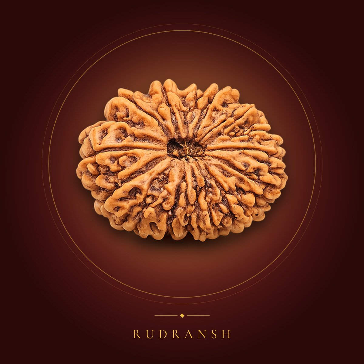 15 Mukhi Rudraksha – shown on a maroon backdrop