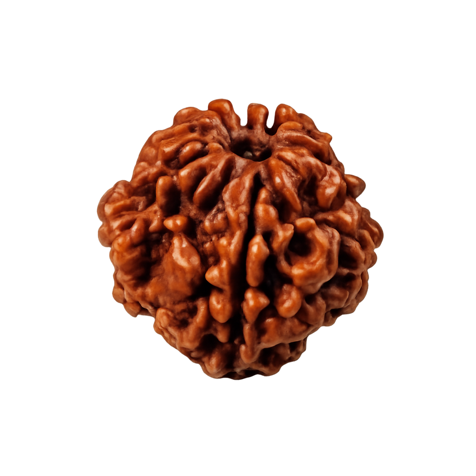 2 Mukhi Rudraksha - Image 4