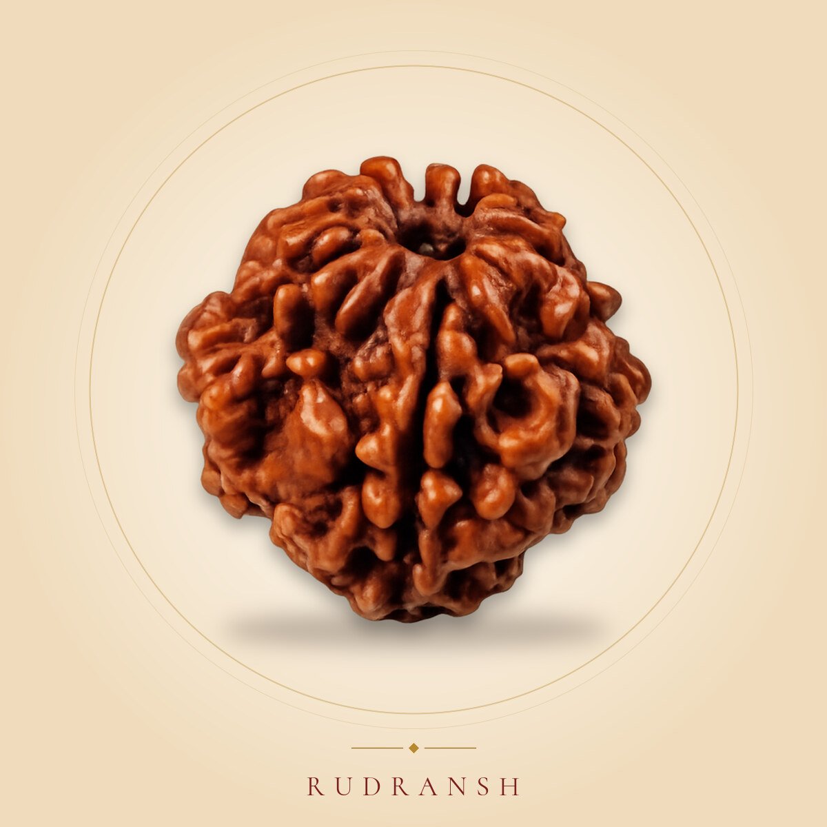 2 Mukhi Rudraksha
