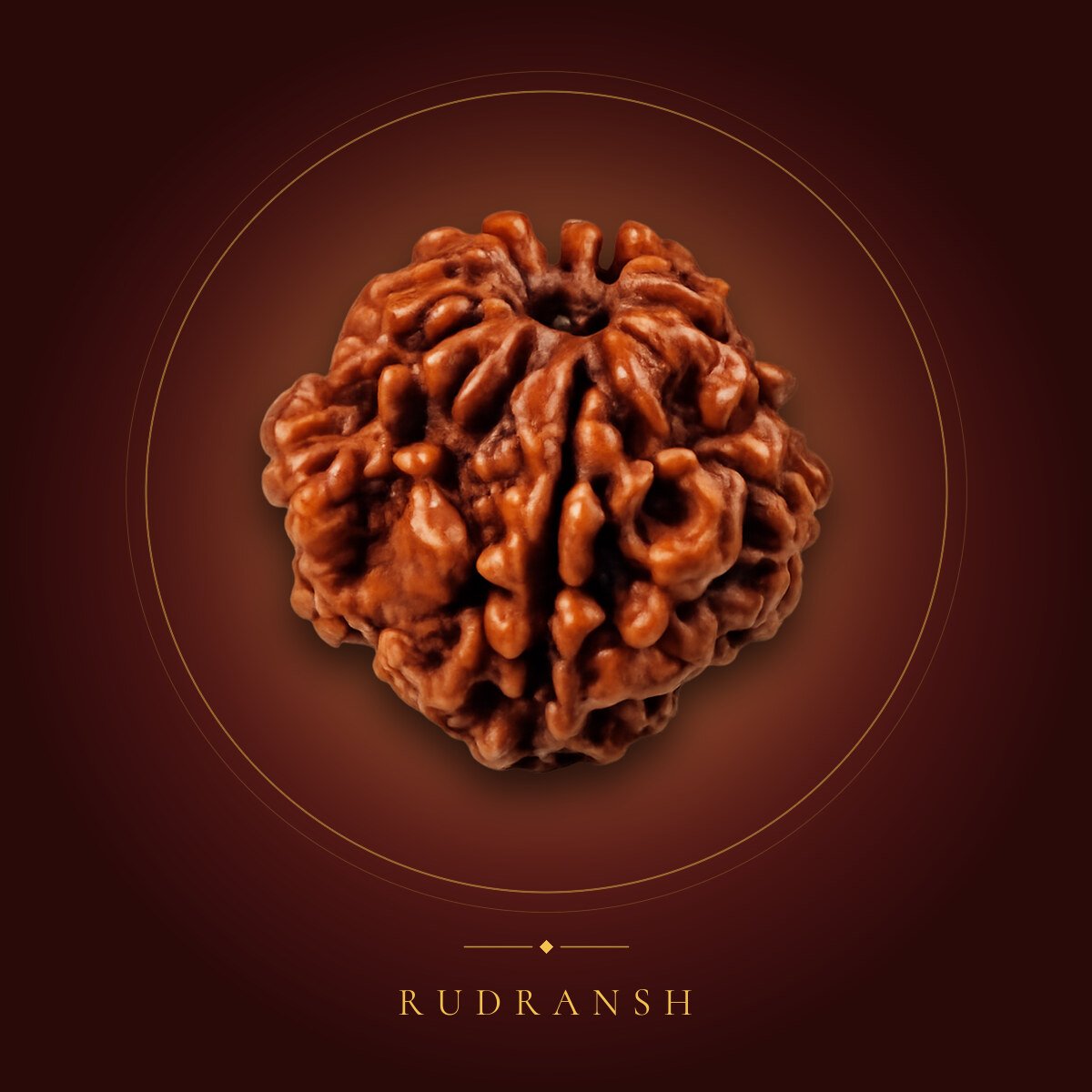2 Mukhi Rudraksha – shown on a maroon backdrop