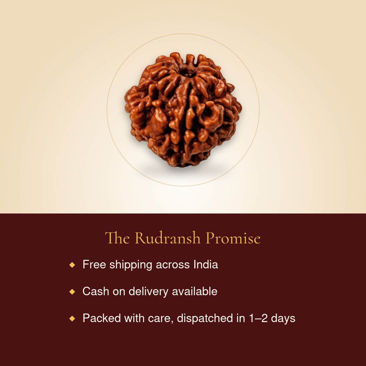 2 Mukhi Rudraksha – free shipping, cash on delivery