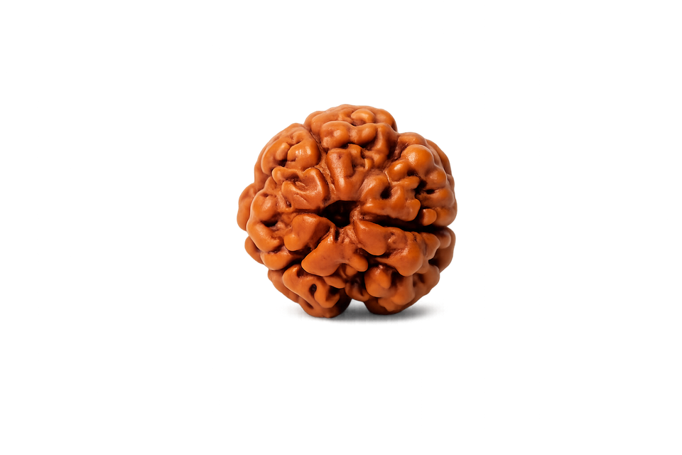 3 Mukhi Rudraksha - Image 4