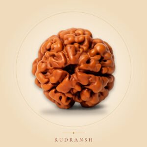 3 Mukhi Rudraksha
