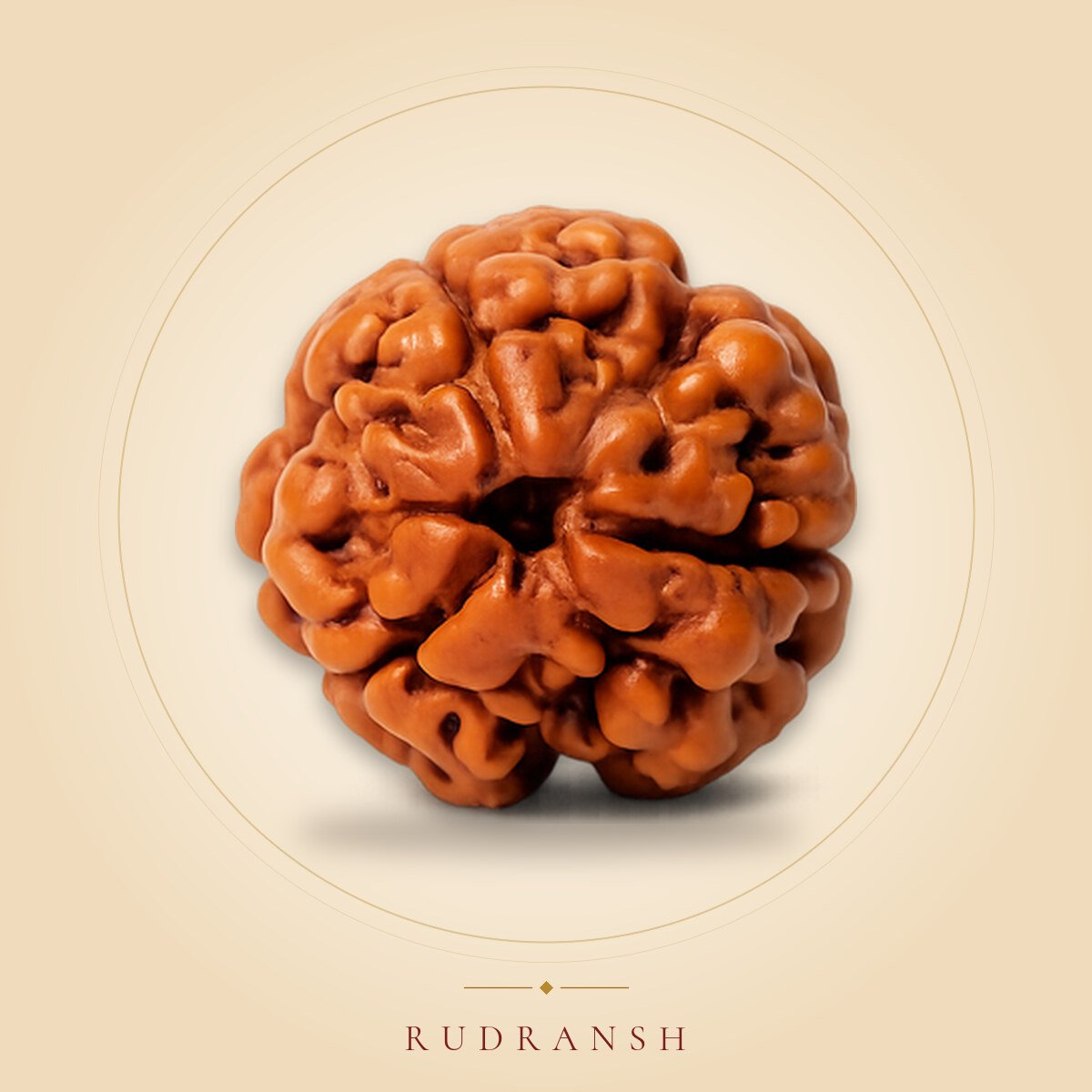 3 Mukhi Rudraksha