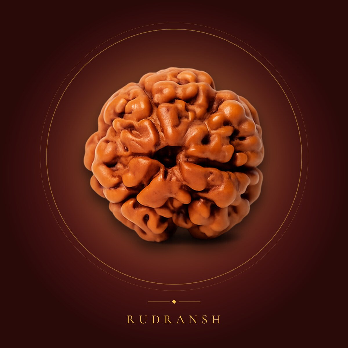 3 Mukhi Rudraksha – shown on a maroon backdrop