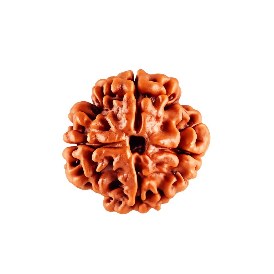 4 Mukhi Rudraksha - Image 4