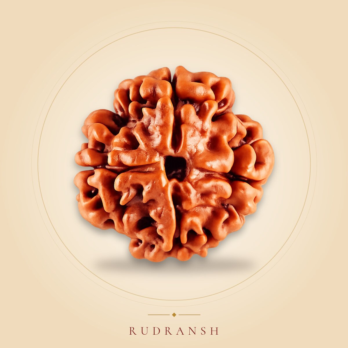 4 Mukhi Rudraksha