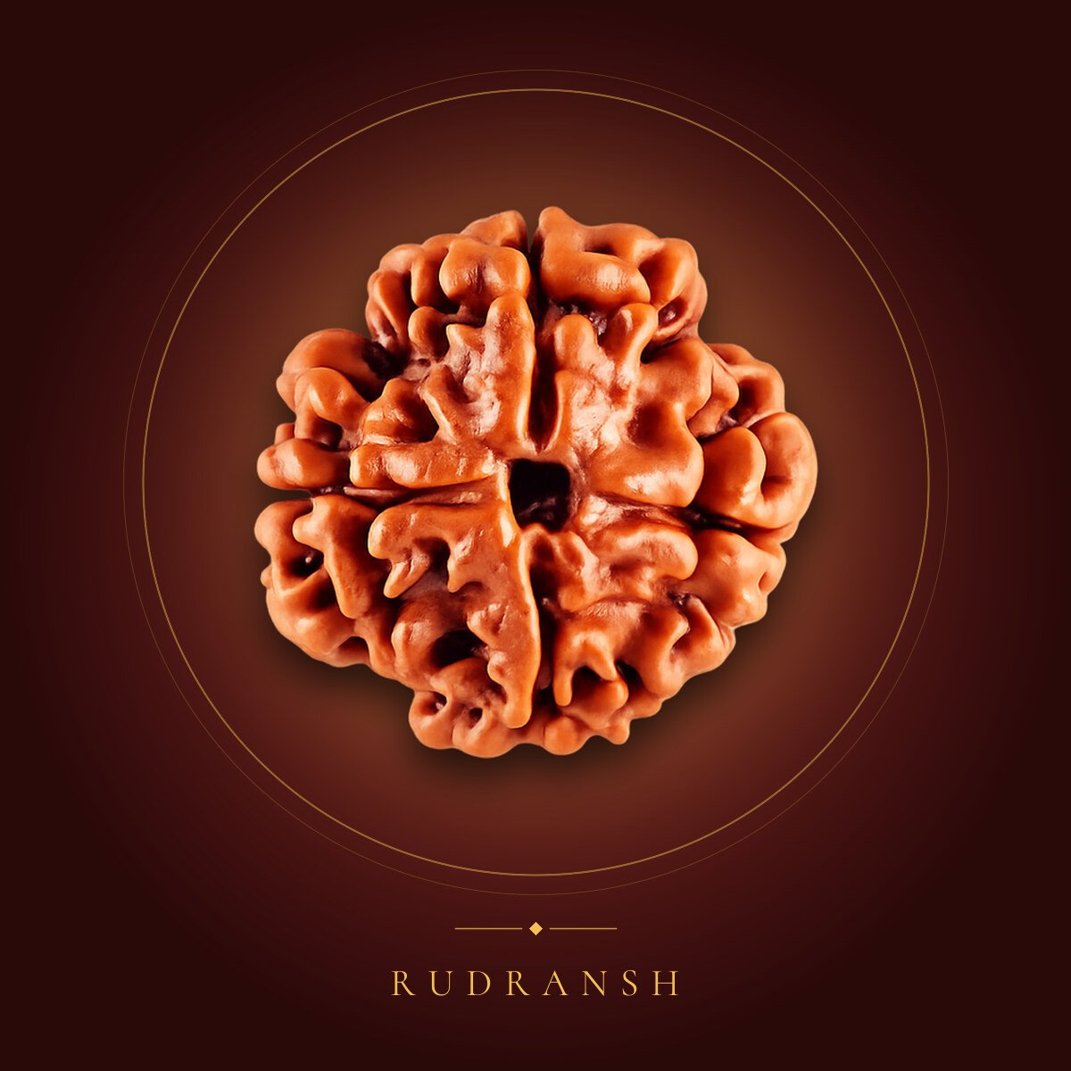 4 Mukhi Rudraksha – shown on a maroon backdrop