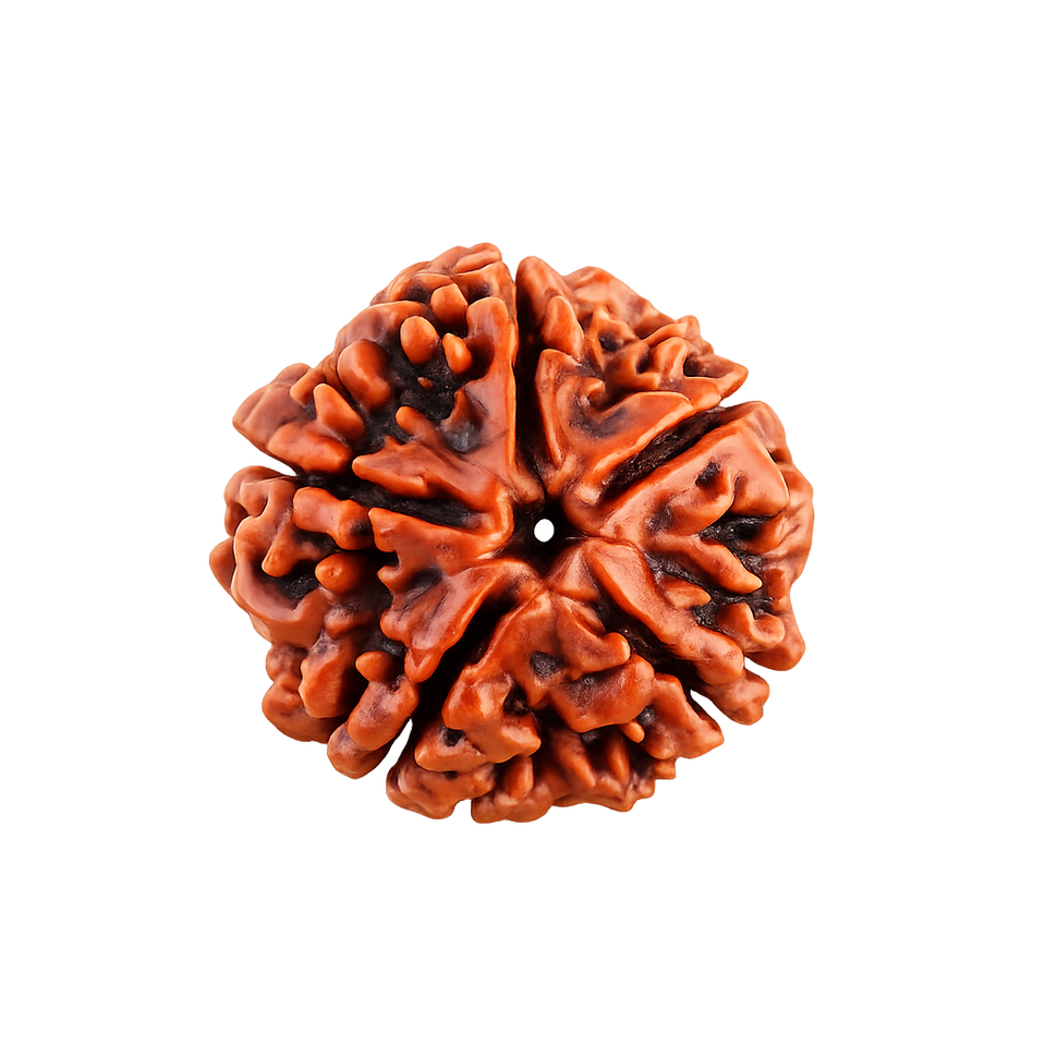 5 Mukhi Rudraksha - Image 4