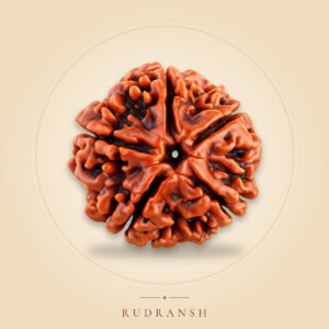 5 Mukhi Rudraksha