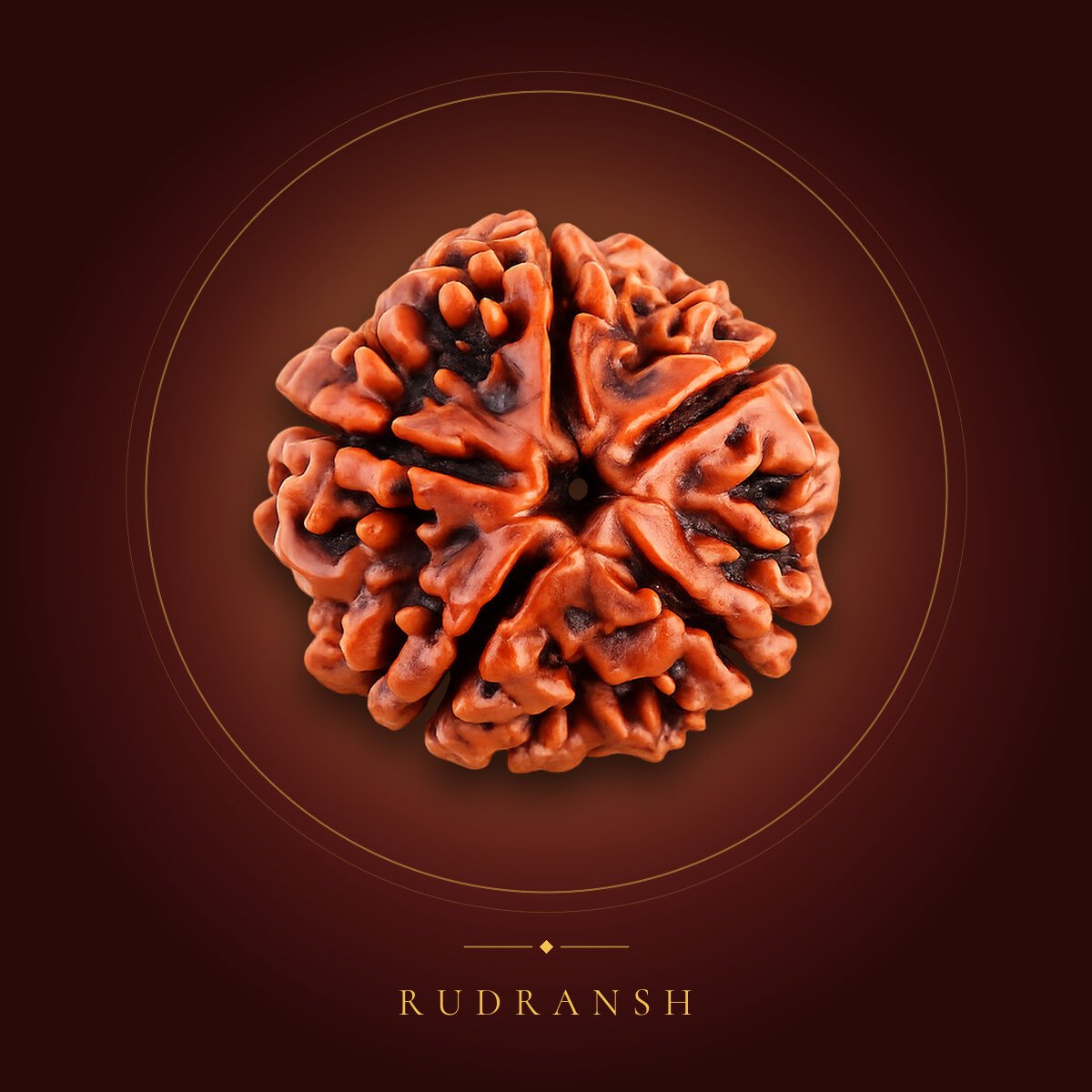 5 Mukhi Rudraksha – shown on a maroon backdrop