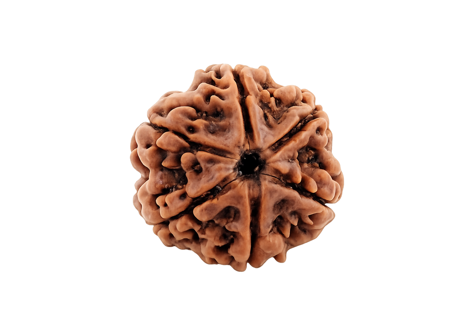 6 Mukhi Rudraksha - Image 4