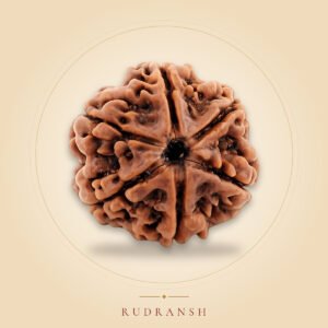 6 Mukhi Rudraksha