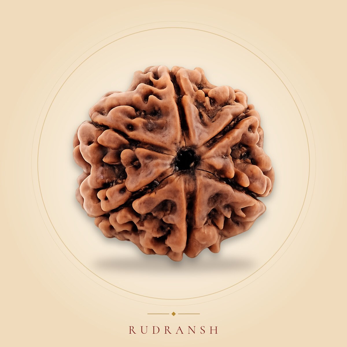 6 Mukhi Rudraksha