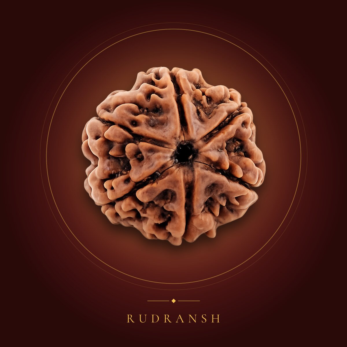 6 Mukhi Rudraksha – shown on a maroon backdrop