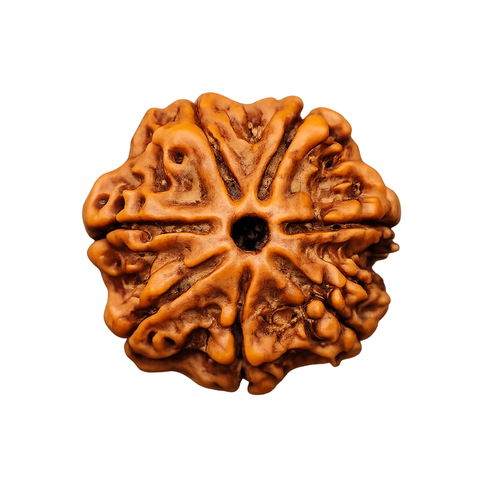 7 Mukhi Rudraksha - Image 4