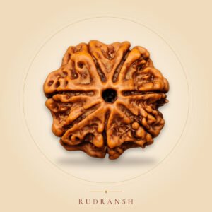 7 Mukhi Rudraksha