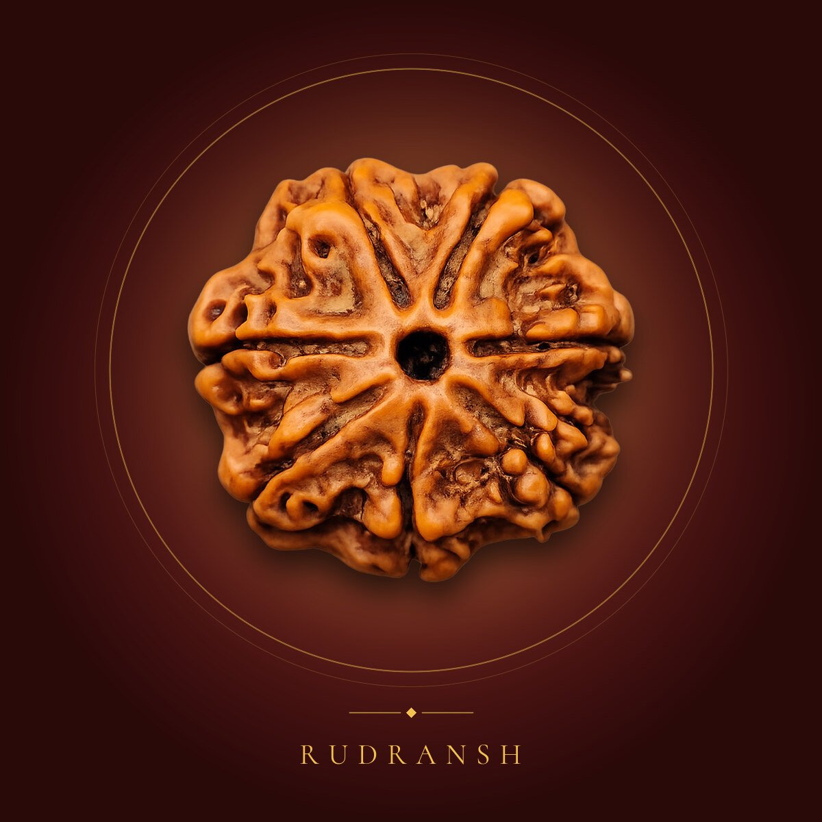 7 Mukhi Rudraksha – shown on a maroon backdrop