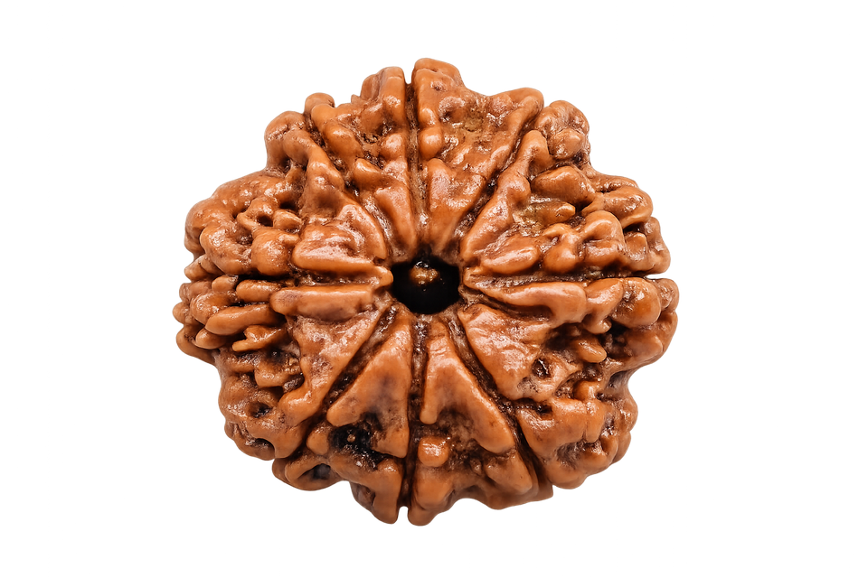 8 Mukhi Rudraksha - Image 4
