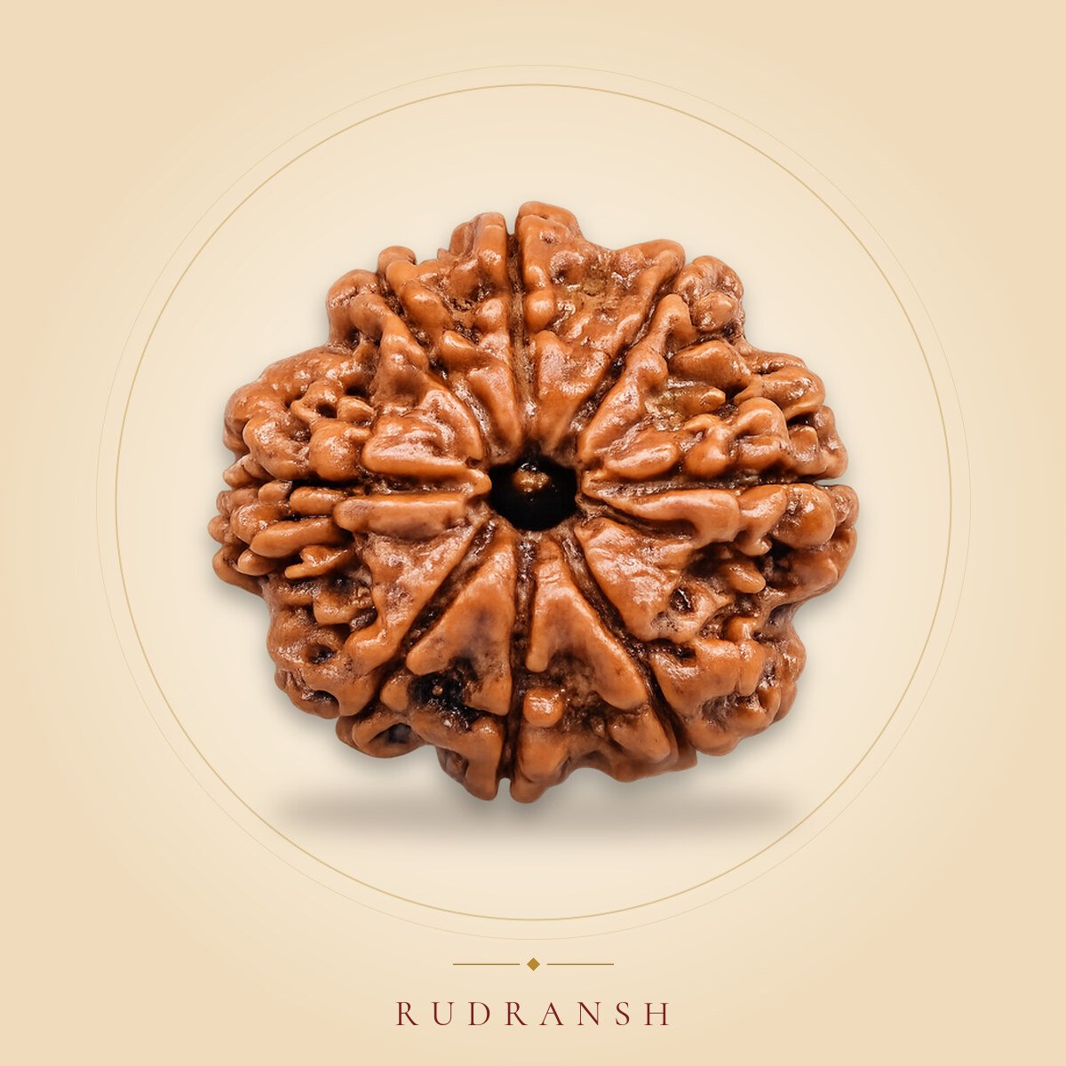 8 Mukhi Rudraksha
