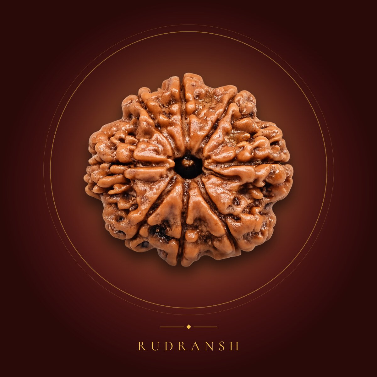 8 Mukhi Rudraksha – shown on a maroon backdrop