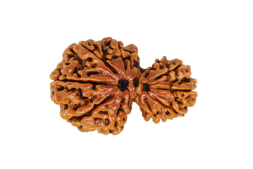 Garbh Gauri Rudraksha - Image 4