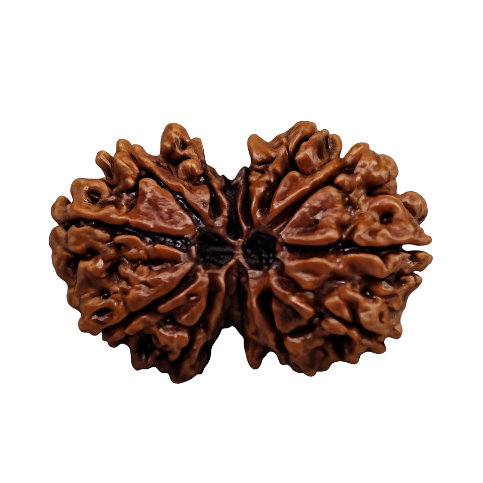 Gauri Shankar Rudraksha - Image 4