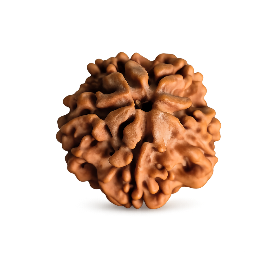 1 Mukhi Rudraksha - Image 4